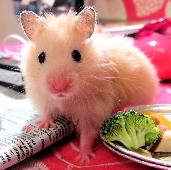 Pictures-of-Cute-Hamster-3