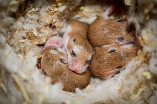 Pictures-of-Cute-Hamster-40