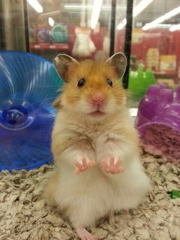 Pictures-of-Cute-Hamster-49
