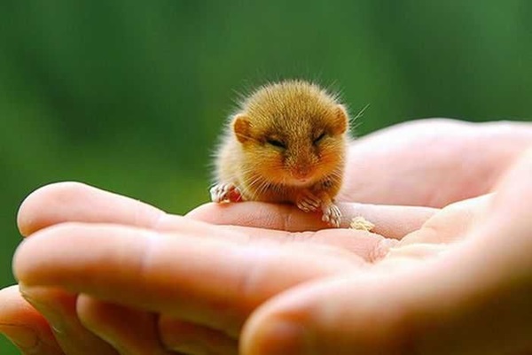 Pictures-of-Cute-Hamster-5