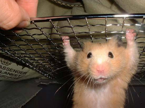 hamster 10