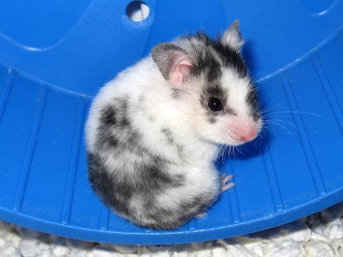 hamster9