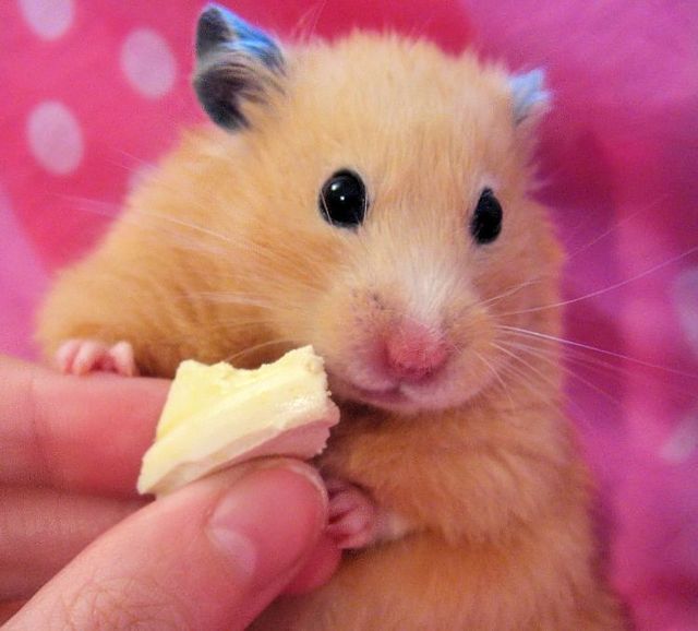 hamsters 11