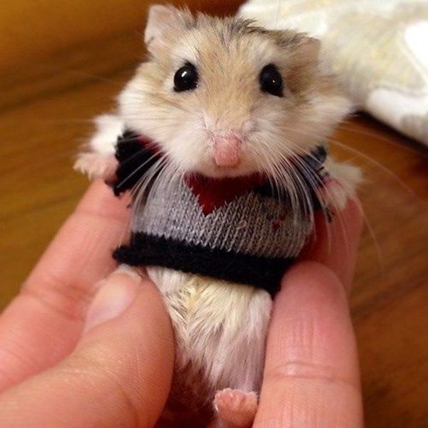 pictures of hamsters1