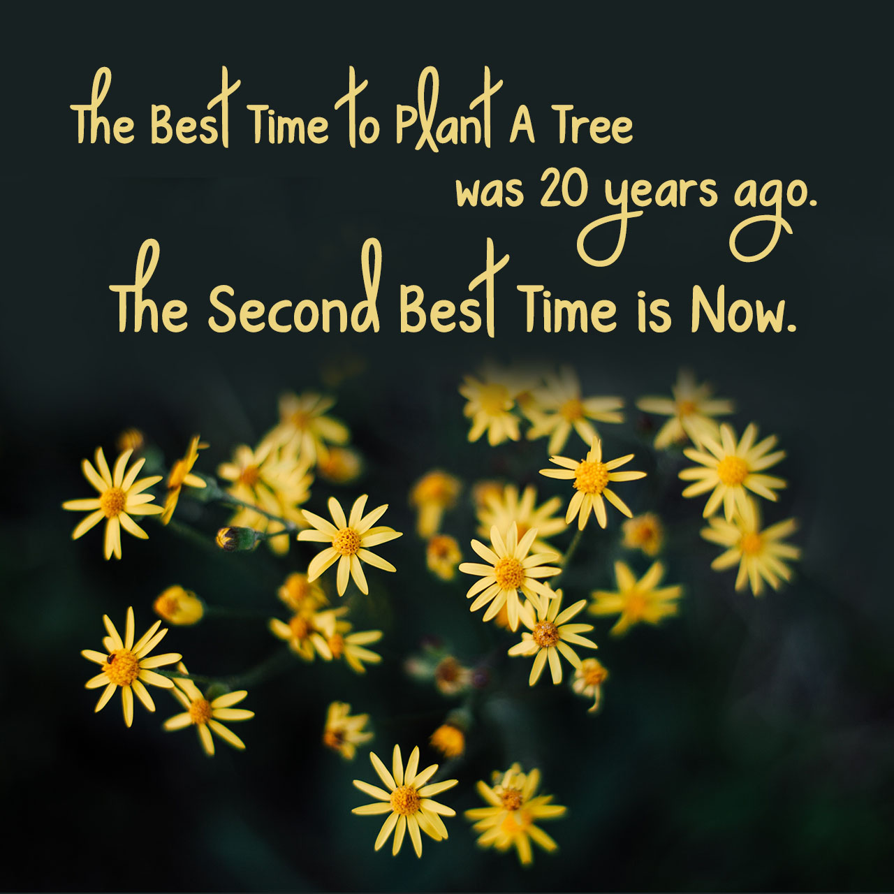 the-best-time-to-plant-a-tree-was-20-years-ago