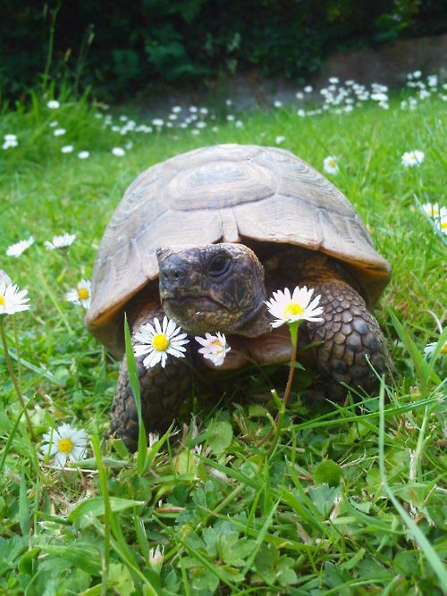 Pictures of Turtles10