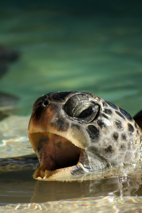 Pictures of Turtles9