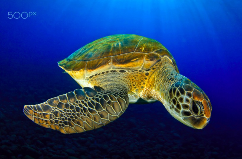 A Green Turtle