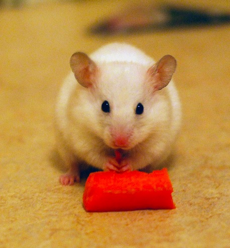 A Hamster