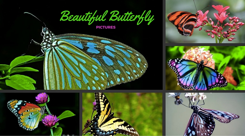 Beautiful Butterfly Pictures