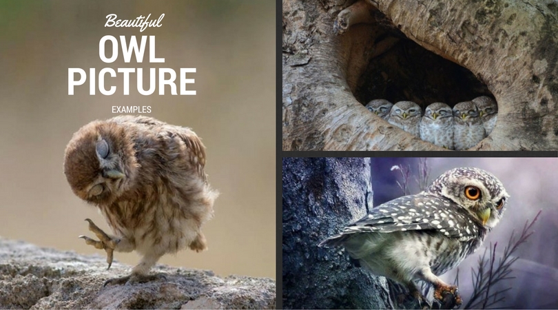 beautiful-owl-picture-examples