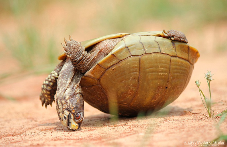 Box Turtle