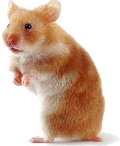 Cutey Hamster!