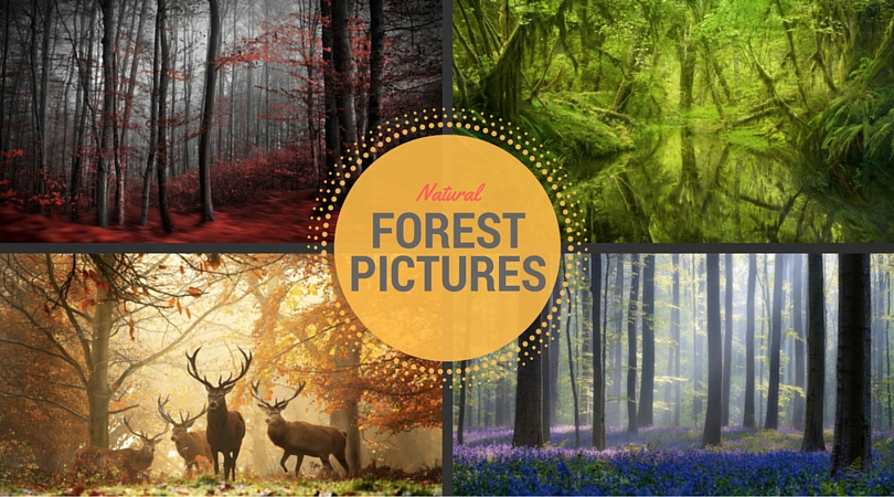 Forest Pictures