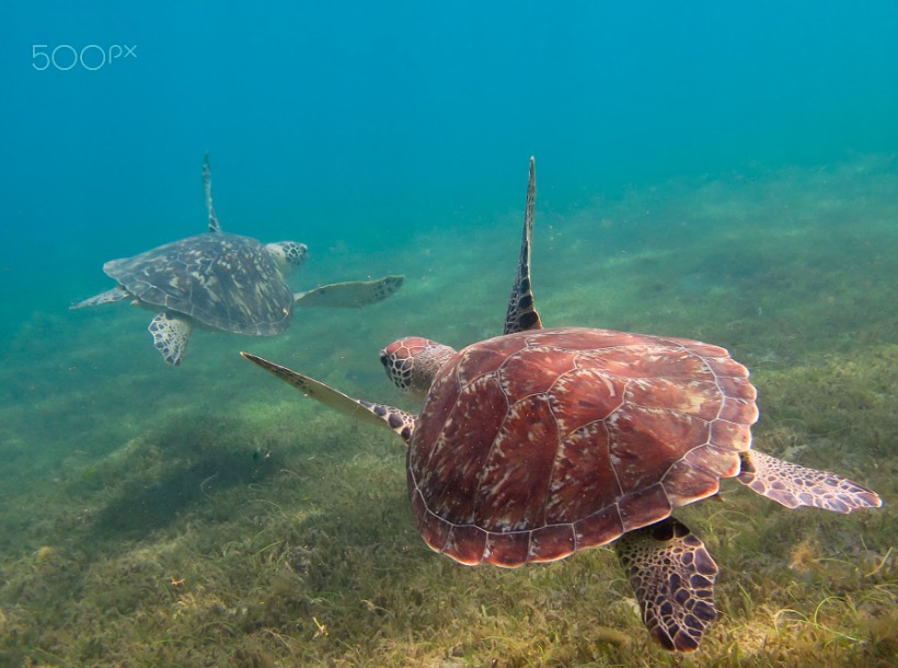 Green Turtle