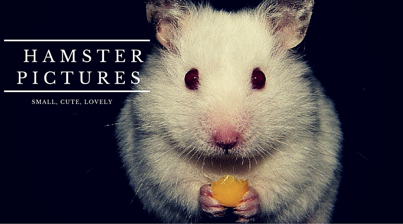 HAMSTER PICTURES