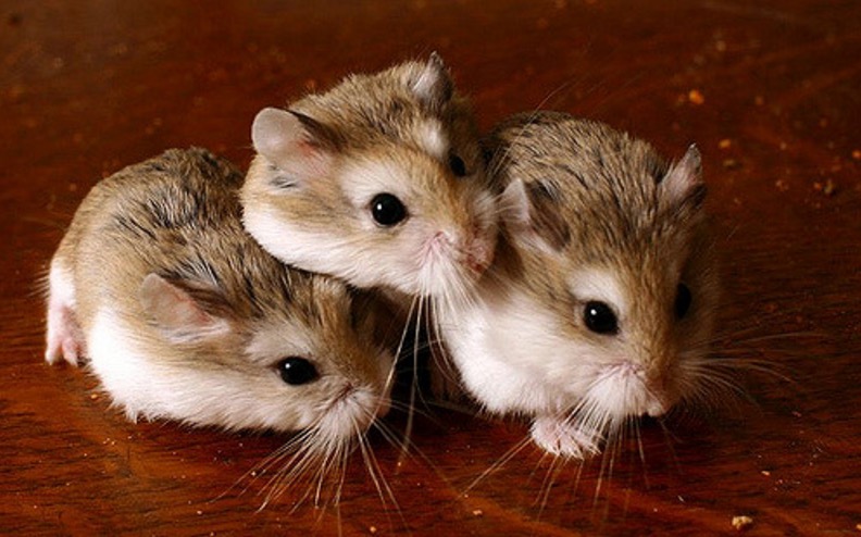 Hamster teens