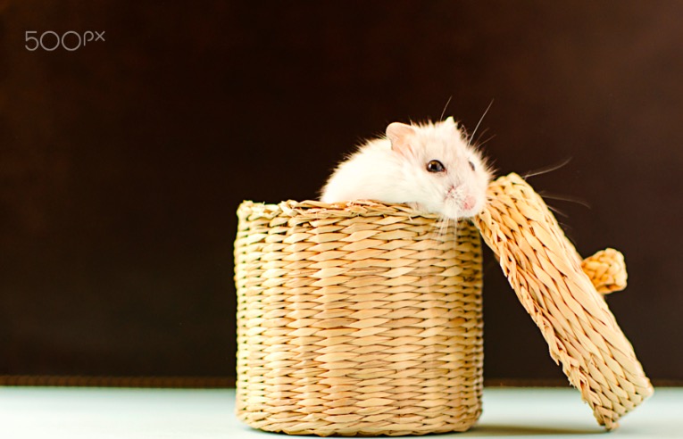 Hamster