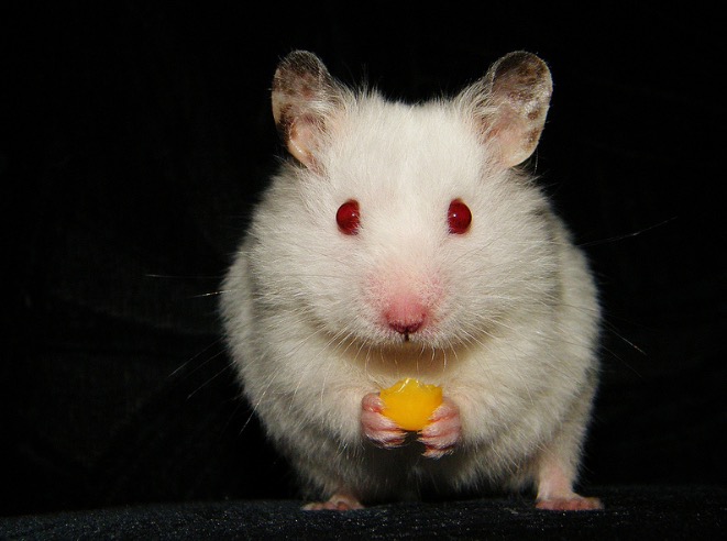 John the hamster