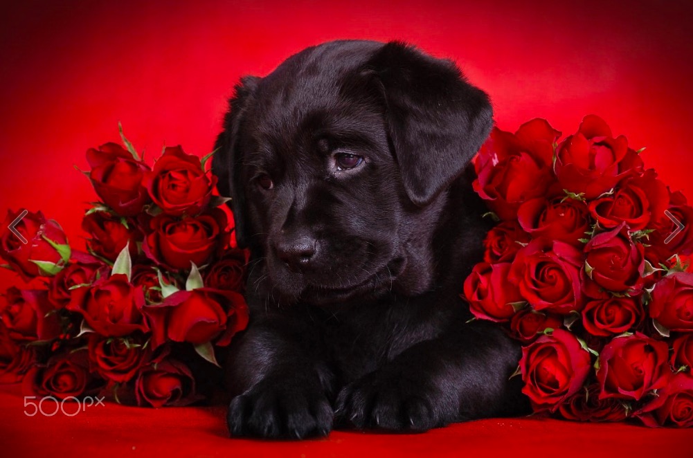 Japanese couple holding fingers