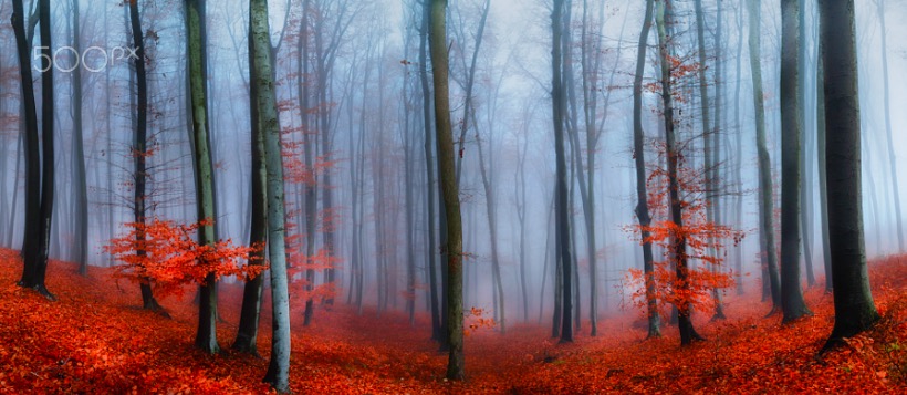 Misty Forest