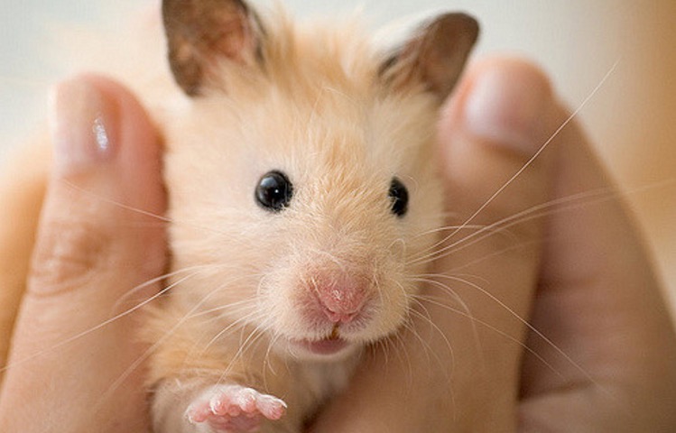 Our Hamster Remy