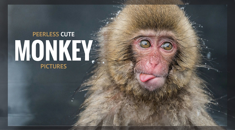 Peerless Cute Monkey Pictures
