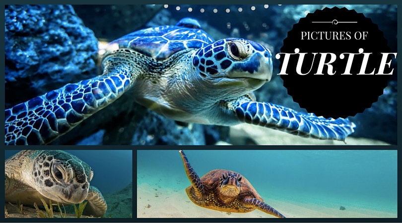 Pictures of Turtle
