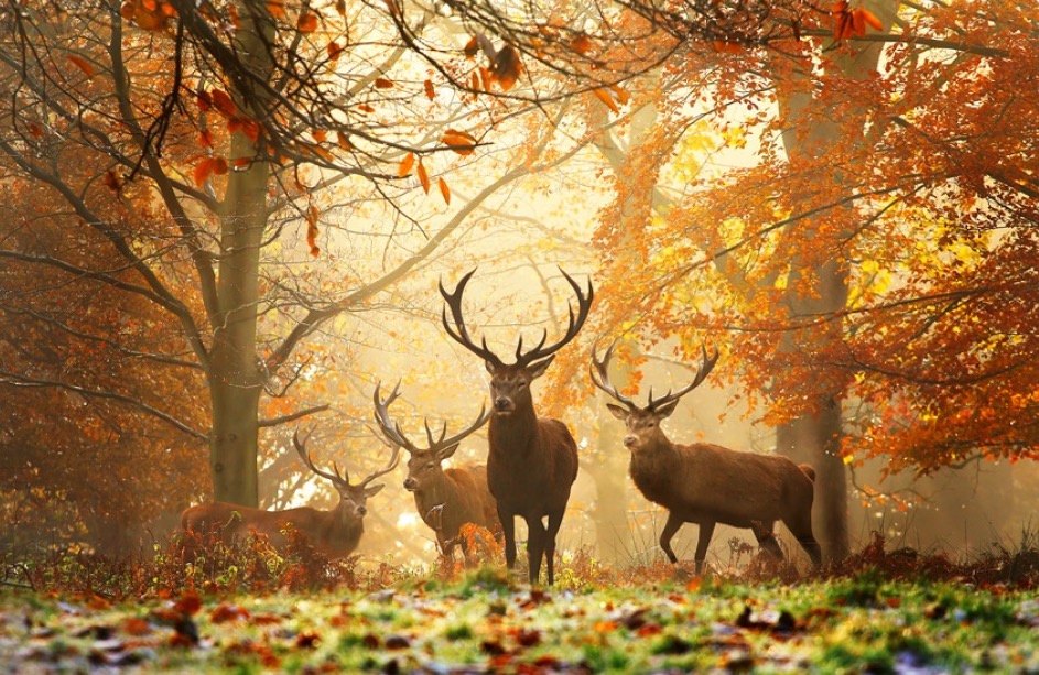 Realm of the Deer