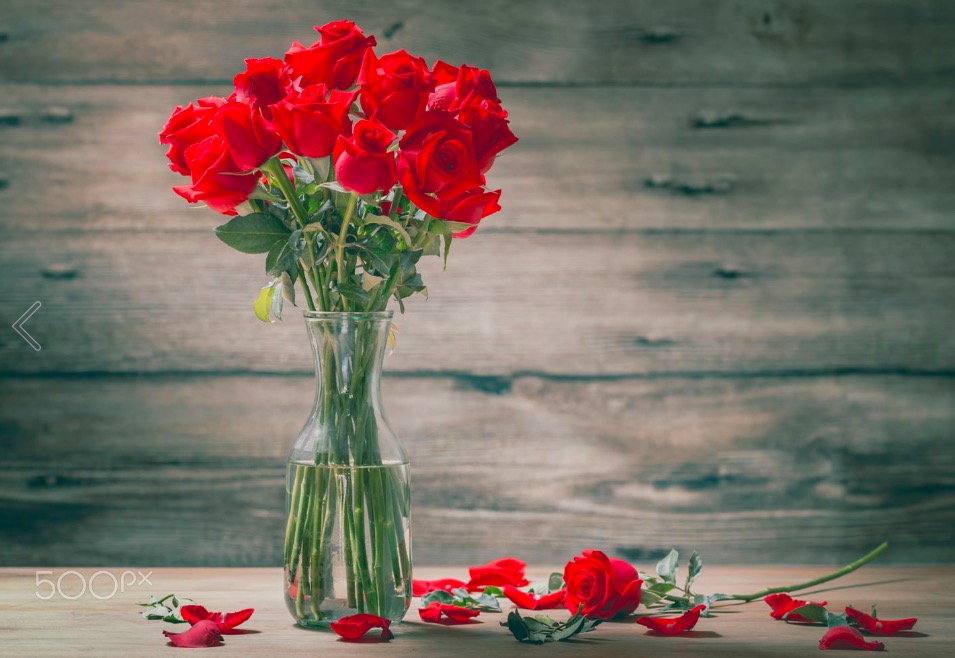 Rose of Valentines Day