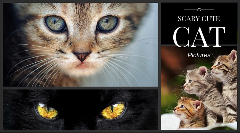 Scary Cute Cat Pictures
