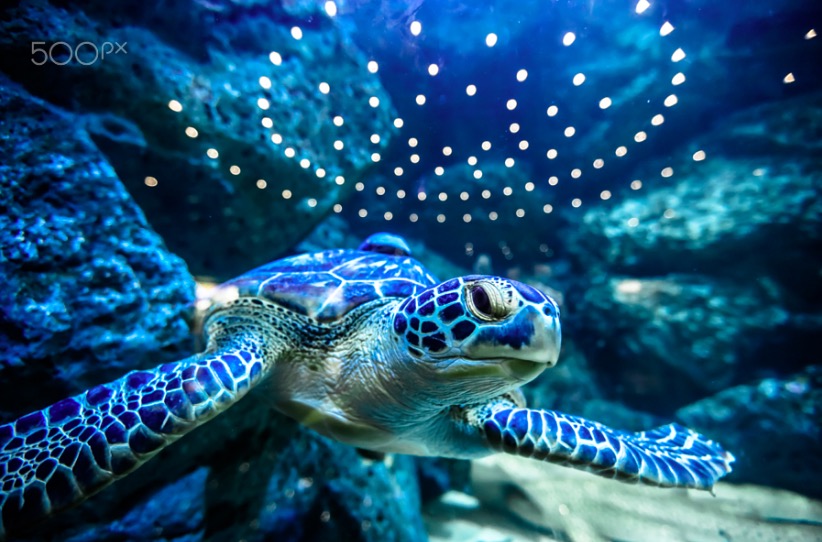 Sea Turtle