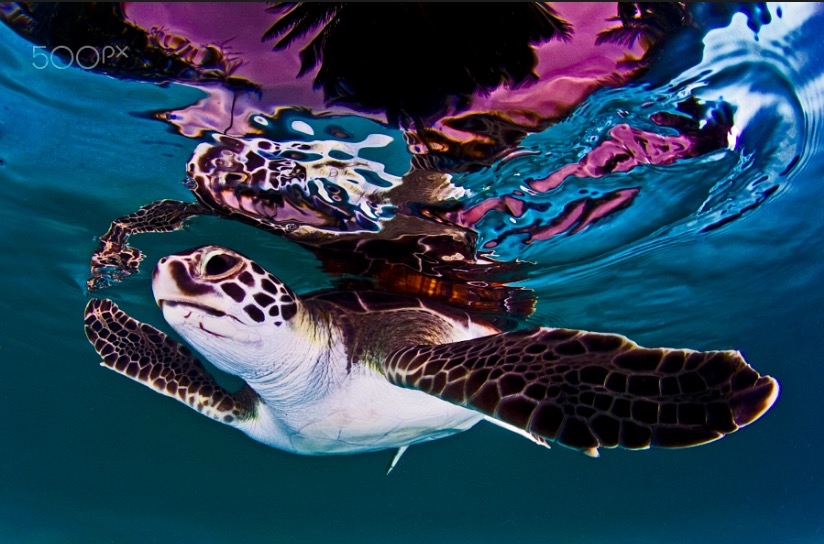 Turtle reflexion