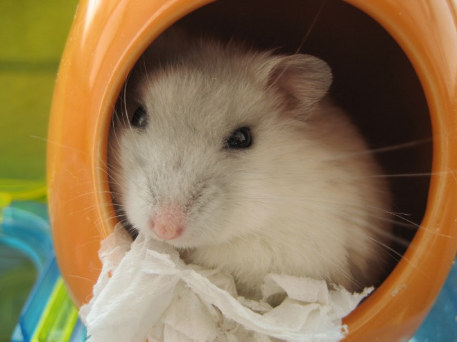 cute hamster
