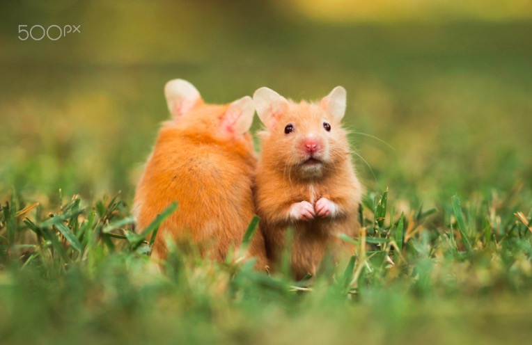 golden hamster