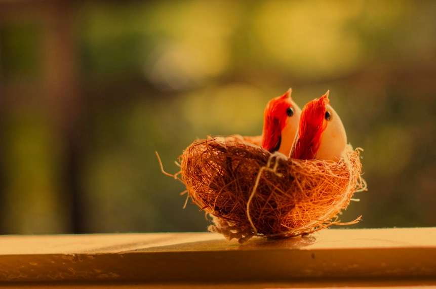 Beautiful birds in Nest