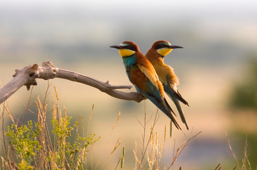 Bee-Eater couple