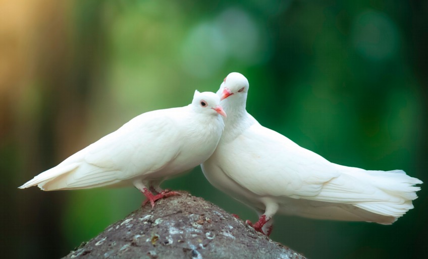 Bird in Love