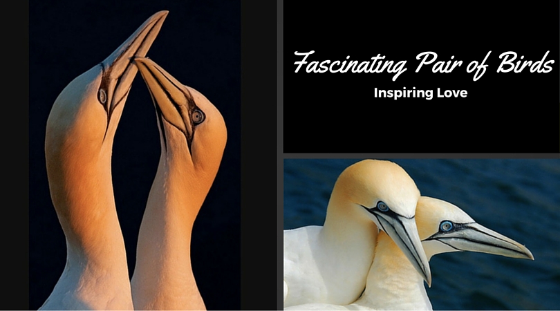 Fascinating Pair of Birds