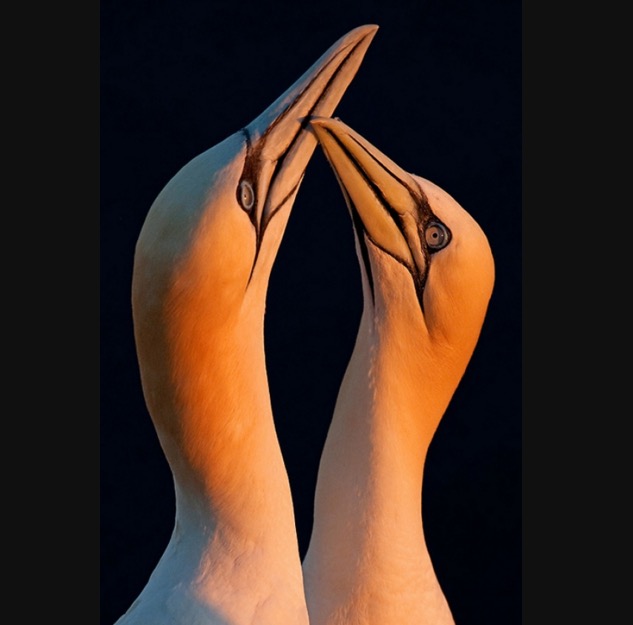 Good night my love..