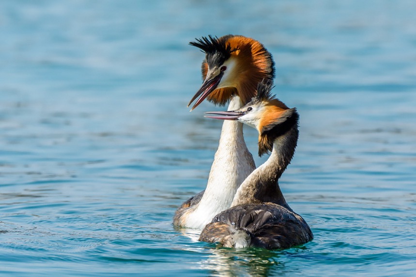 Great Crested Grebe courtship