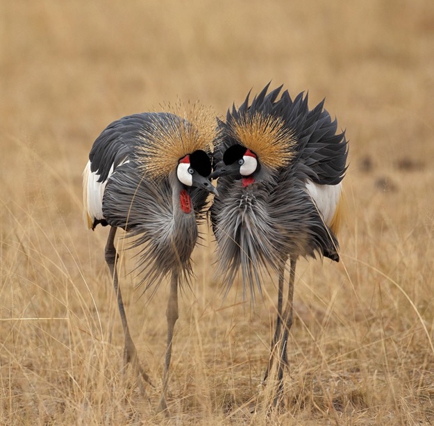 Grey crowned-crane courtship