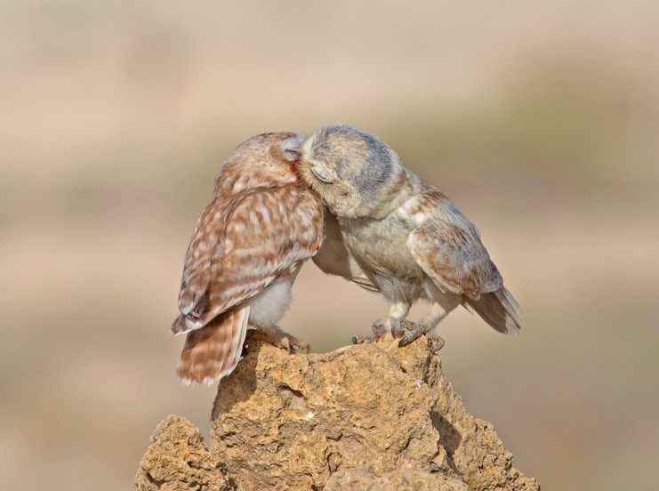 Little Owls in love