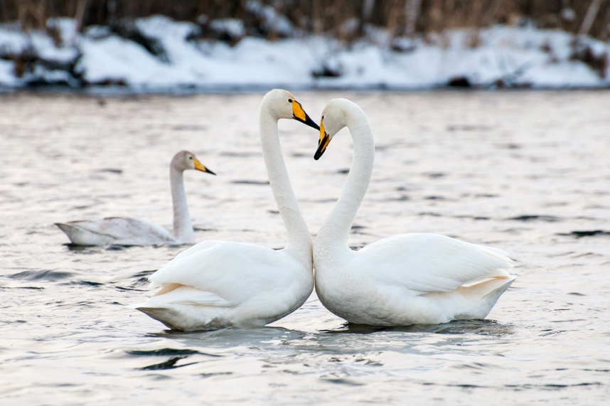 Swan Lake