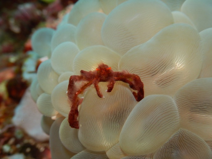 A closeup