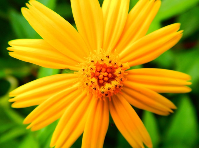 A flower