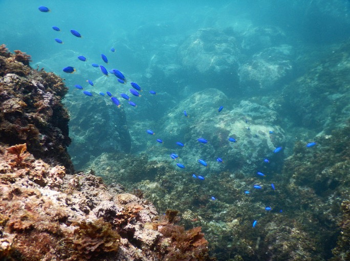 A group of small fish
