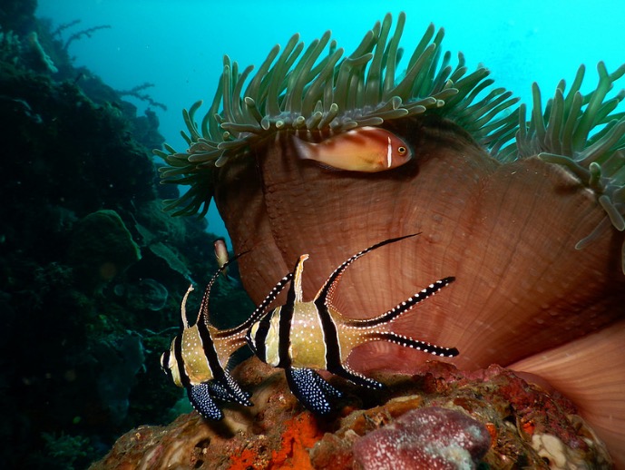 A pair of fish