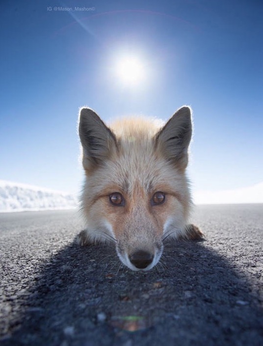 Close Encounter with a Curious Fox from The Meta Picture