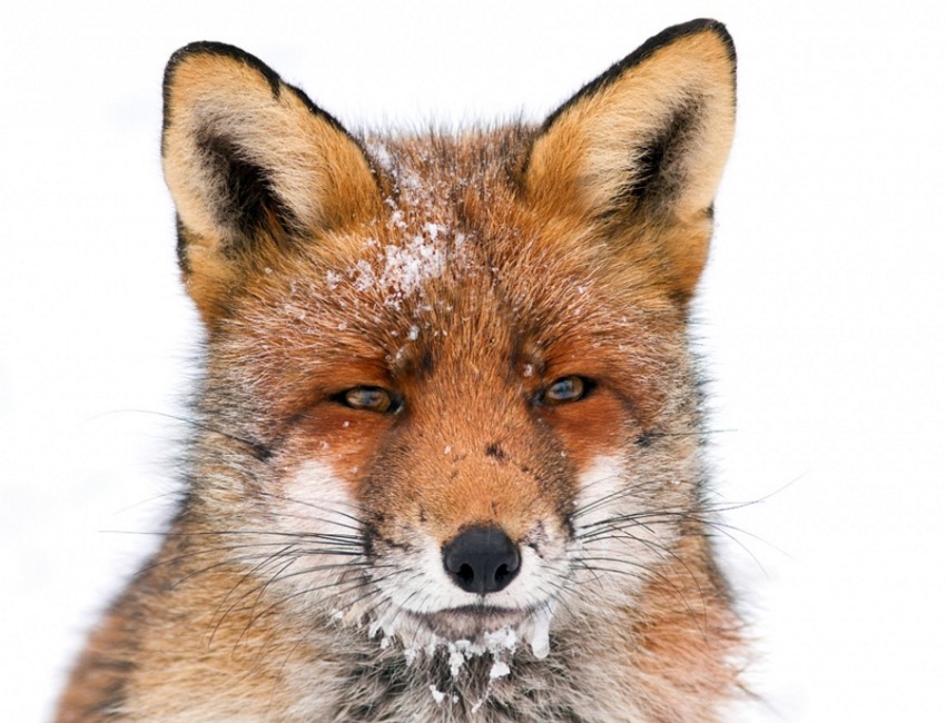 Cold Face, Warm Eyes